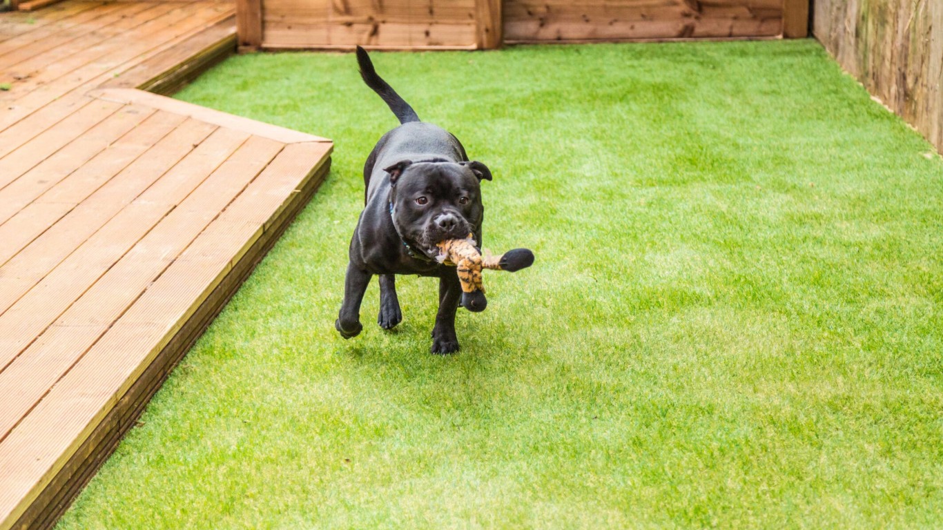Happy black dog playing with toy on pet-safe artificial grass in Chico, CA